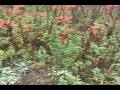 FINDING A MARIJUANA GARDEN IN THE WOODS FINDING A MARIJUANA GARDEN IN THE WOODS