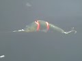 Custom made swimbait. Slow sinking.6