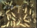 Termites Feeding Close Up