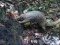 Malayan or Sunda pangolin (Manis javanica) of Borneo rainforest
