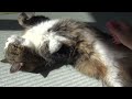 ブラッシングされるねこ４。-brushing And Maru 4.