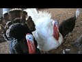 Pavos, cortejo nupcial.mpeg