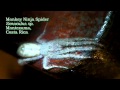 World's Scariest Spiders