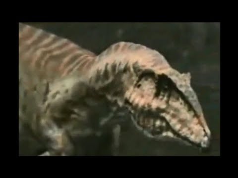 Allosaurus