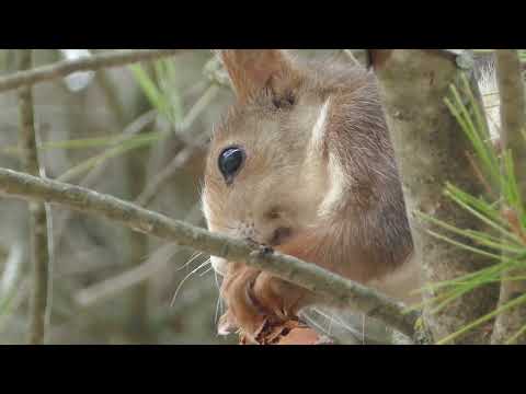 Одеяло Trois Couronnes Meditation Night Wool & Cedar