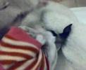 Cucciolotta di mamma sua............