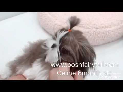 6 month old tiny Shihtzu Celine