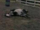 reg welsh section a , one in a million little pony .