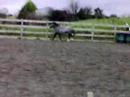reg welsh section a , one in a million little pony .