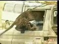 Wow Tiger Attacks Man in His Car