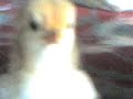Baby Chicken