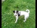 parson-russell-terrier-big-jump-agility.html