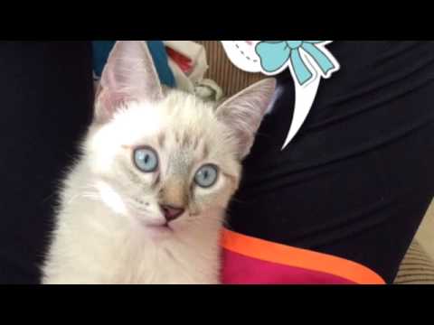 how to train leave it