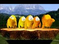 Sweety - Das Küken Sweety - Das Küken