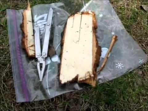 how to harvest slippery elm bark