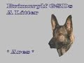 german shepherd puppies   5 5 weeks old