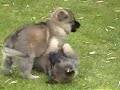german shepherd puppies   5 5 weeks old
