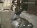 talking dogs talking dogs
