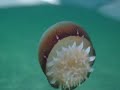 cannonball  jellyfish and a hermit crab