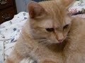 Scully after the kittens leave Scully after the kittens leave