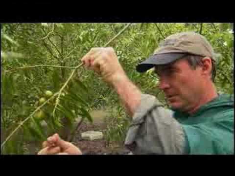 how to help the amazon