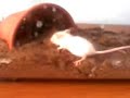 grammostola rosea vs mouse