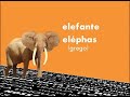 Nossa Língua - Etimologia - Elefante