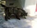 gatte lesbiche gatte lesbiche