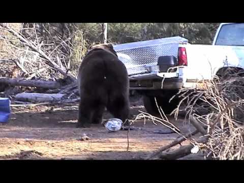 kodiack bear