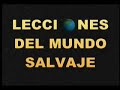 el leopardo en su negocio