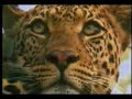 el leopardo en su negocio