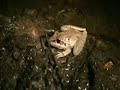 Frogs of the Granite Belt