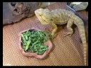 a short video of my bearded dragon nibbling on his turnip greens.