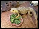 a short video of my bearded dragon nibbling on his turnip greens.