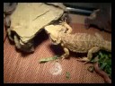 a short video of my bearded dragon nibbling on his turnip greens.