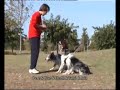 Cuando pretendes un trabajo entre 3 perros se complica por momentos... Su latencia y su motivación determinarán poder hacer cualquier ejercicio sin problemas.Seguiremos intentándolo ;-)Gracias