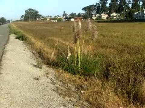 Seventy-one Pampas Grass plants, El ...
