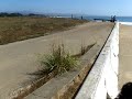 Seventy-one Pampas Grass plants, El Granada, California