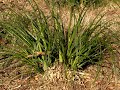 Seventy-one Pampas Grass plants, El Granada, California