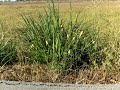 Seventy-one Pampas Grass plants, El Granada, California