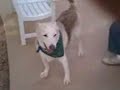 A tribute to a great dog, Dickins.