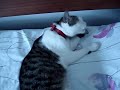 gatinha linda tomando banho