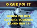 gatinha linda tomando banho