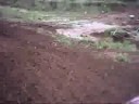chedder mx chedder mx