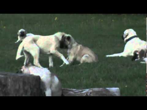 Turkish sheperd dog - Turkish Boz Shepherd and Kangal dogs and puppies playing in the pasture. Livestock Guardian or family Protection dogs.