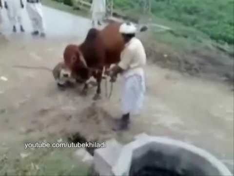 Bấm vào đây để xem Clip