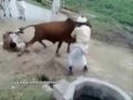 funny arab and pakistani people's moment | Lixup