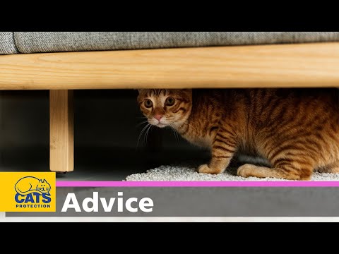 Shy cats | How to help a scared cat