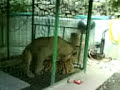 Tiger x Lion - Chavit Signson's Baluarte, Vigan, Ilocos Sur Tiger x Lion - Chavit Signson's Baluarte, Vigan, Ilocos Sur