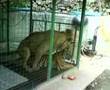 Tiger x Lion - Chavit Signson's Baluarte, Vigan, Ilocos Sur